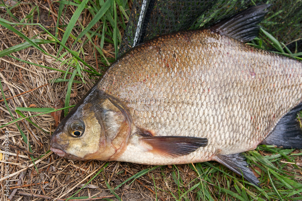 Single freshwater fish common bream on black fishing net..