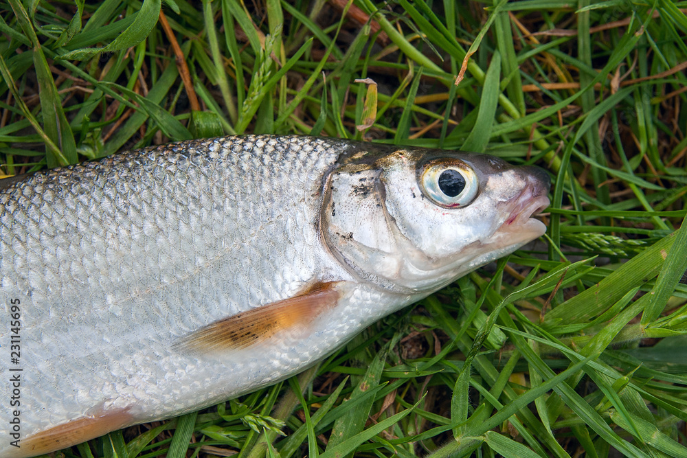 View of single freshwater common nase fish on green grass.. View of single freshwater common nase fish on green grass..