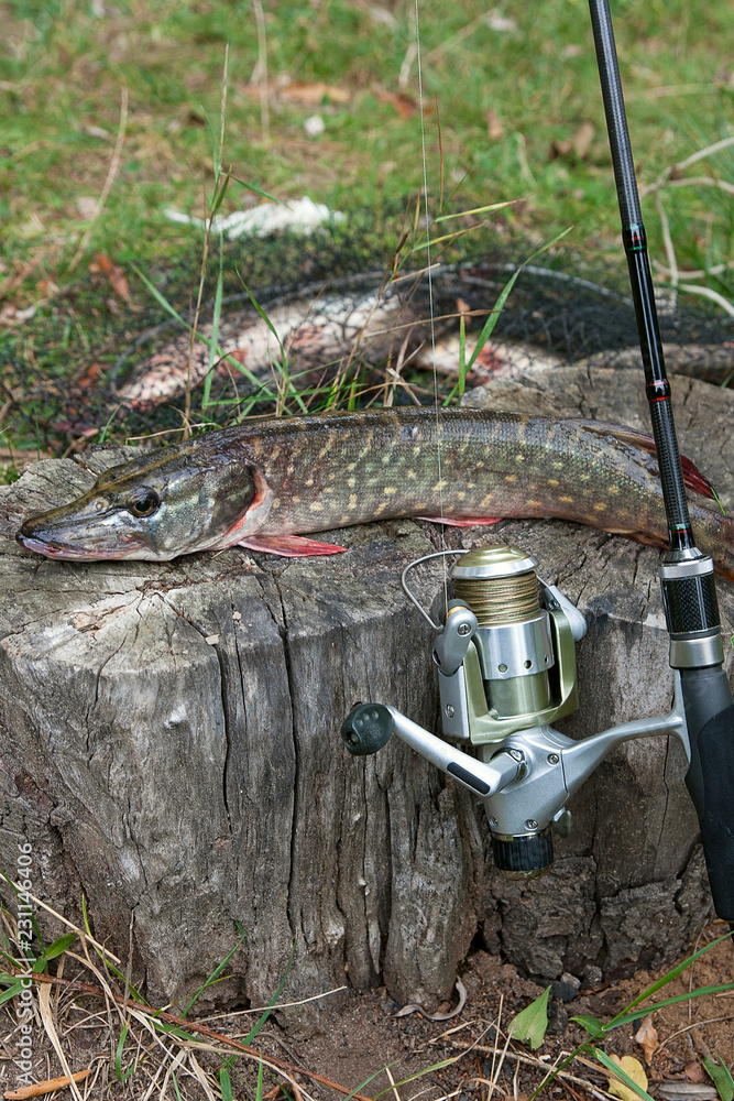 Freshwater pike fish lies on a wooden hemp and fishing rod with
