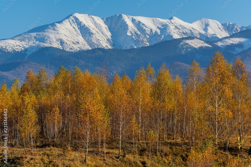 Forest of birch trees with golden autumn leaves. White birch trees with snowy mountains background. Trees with yellow leaves in autumn. Autumn aspen tree forest in Carpathian Mountains. Forest of birch trees with golden autumn leaves. White birch trees with snowy mountains background. Trees with yellow leaves in autumn. Autumn aspen tree forest in Carpathian Mountains.