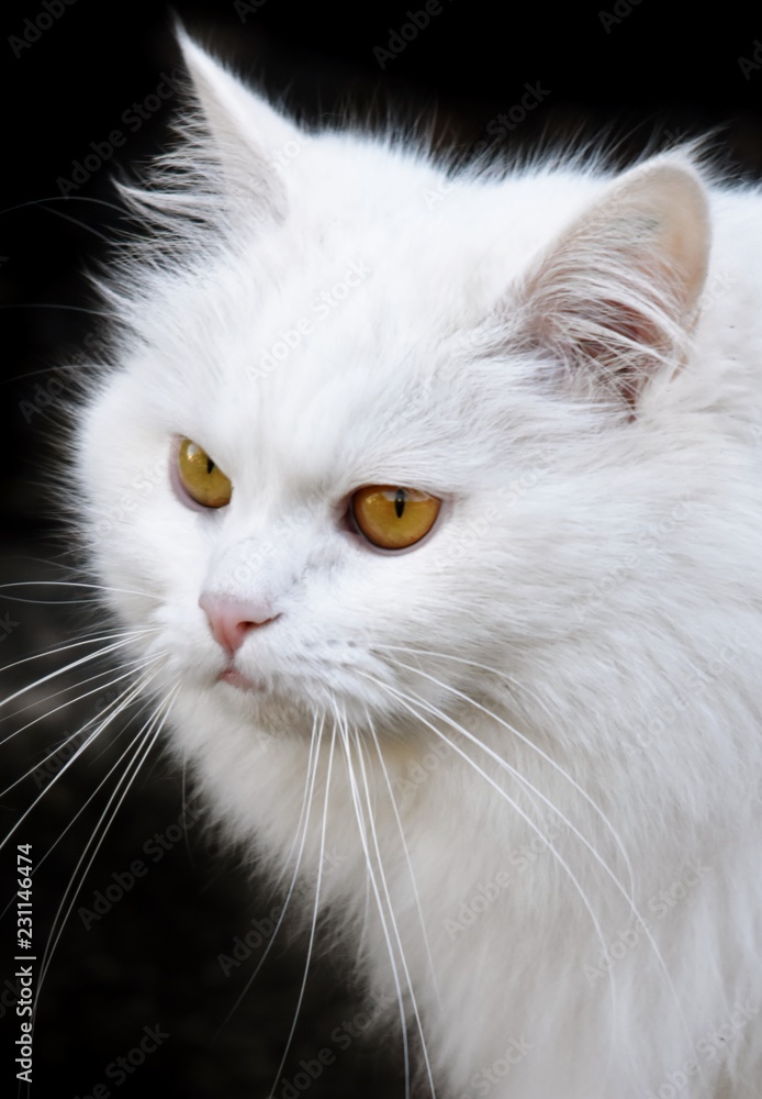Close up of the Face of a white cat with yellow eyes