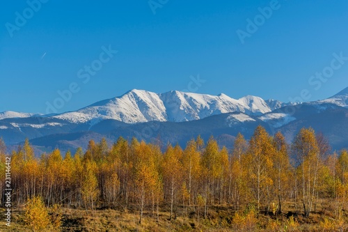 Forest of birch trees with golden autumn leaves. White birch trees with snowy mountains background. Trees with yellow leaves in autumn. Autumn aspen tree forest in Carpathian Mountains.