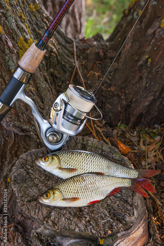 View of two freshwater common rudd fish and fishing rod with reel on natural vintage wooden background.. View of two freshwater common rudd fish and fishing rod with reel on natural vintage wooden background..