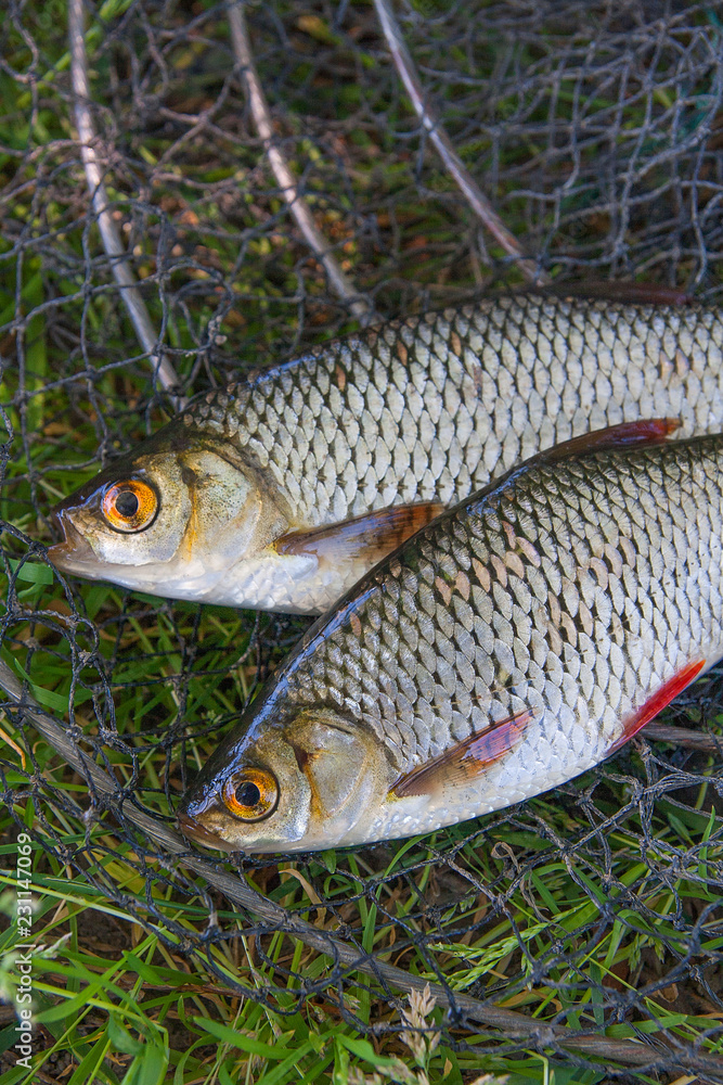 Close up view of two freshwater common rudd fish on black fishing net.. Close up view of two freshwater common rudd fish on black fishing net..