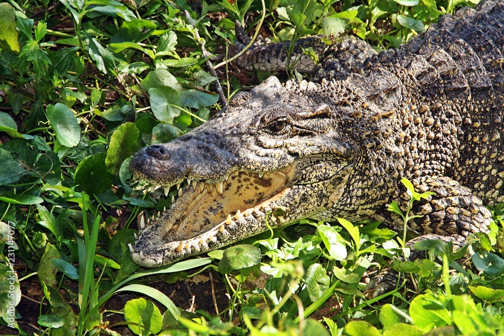 Fototapeta premium Cabeza de cocodrilo cubano. Ciénaga de Zapata.