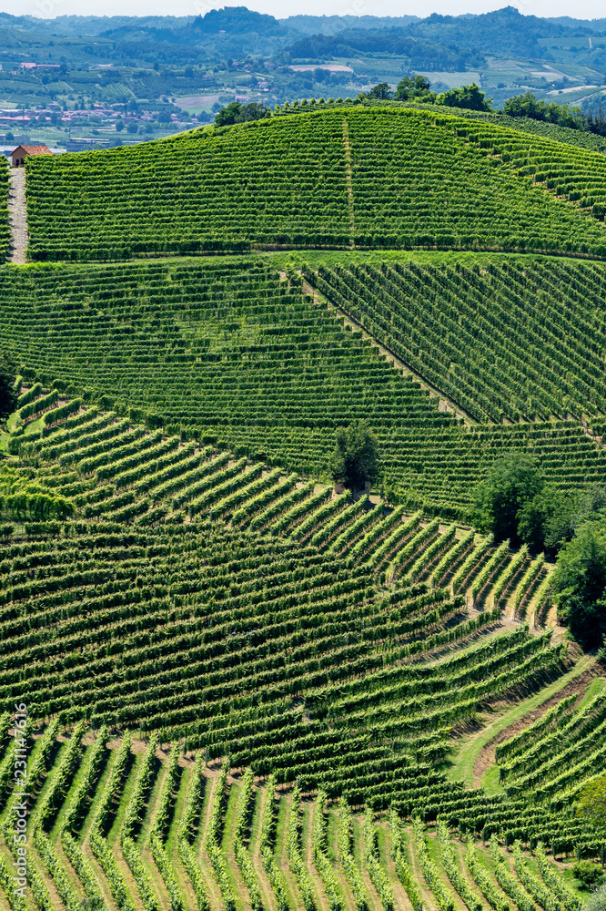 Vineyards near Barbaresco, Cuneo, in Langhe