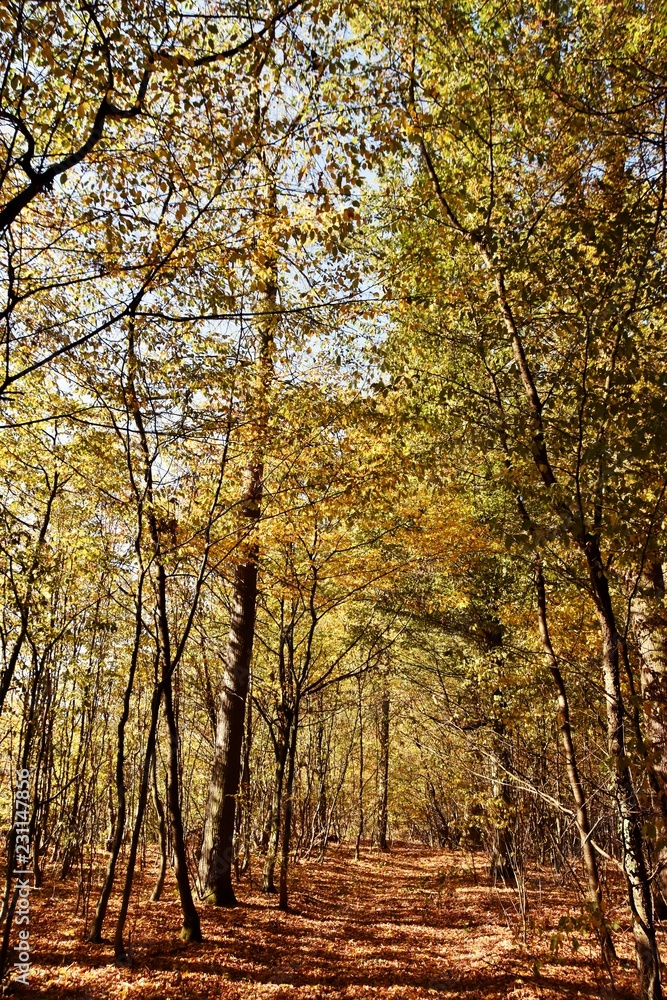 Fototapeta premium Landscape with Autumn colored beech trees in the sunlight