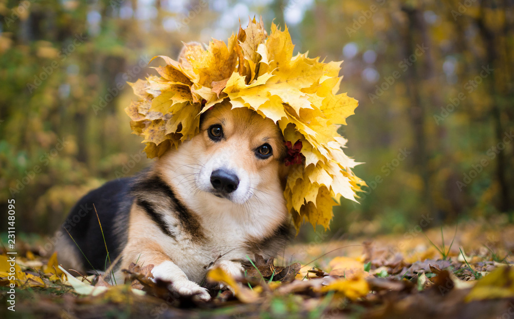 A dog of the Welsh Corgi breed Pembroke on a walk in the autumn forest. A dog in a wreath of autumn leaves. - obrazy, fototapety, plakaty 
