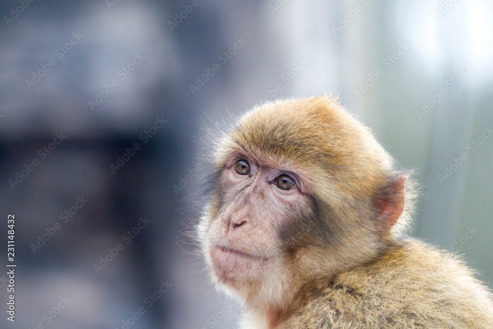 Obraz premium Barbary macaque on Gibraltar