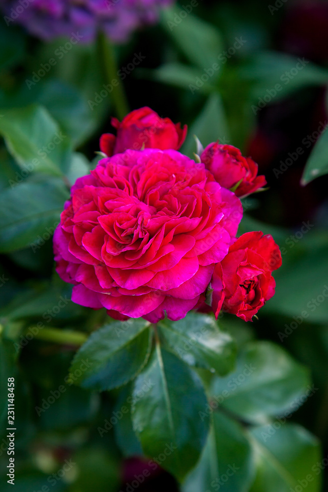 Beautiful red rose bush growing in the garden. Beautiful red rose bush growing in the garden.