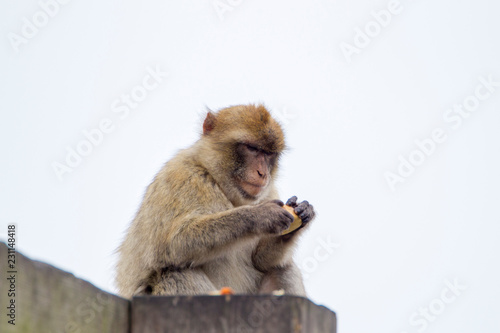 Barbary macaque on Gibraltar © were