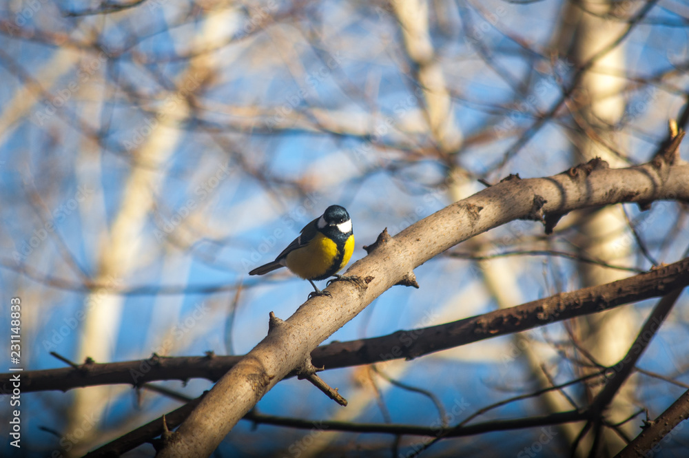 Naklejka premium Синица