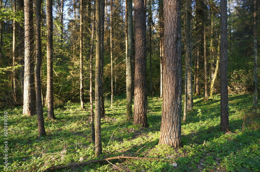 forest8 forest8