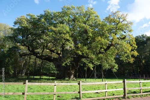 sherwood las dąb major