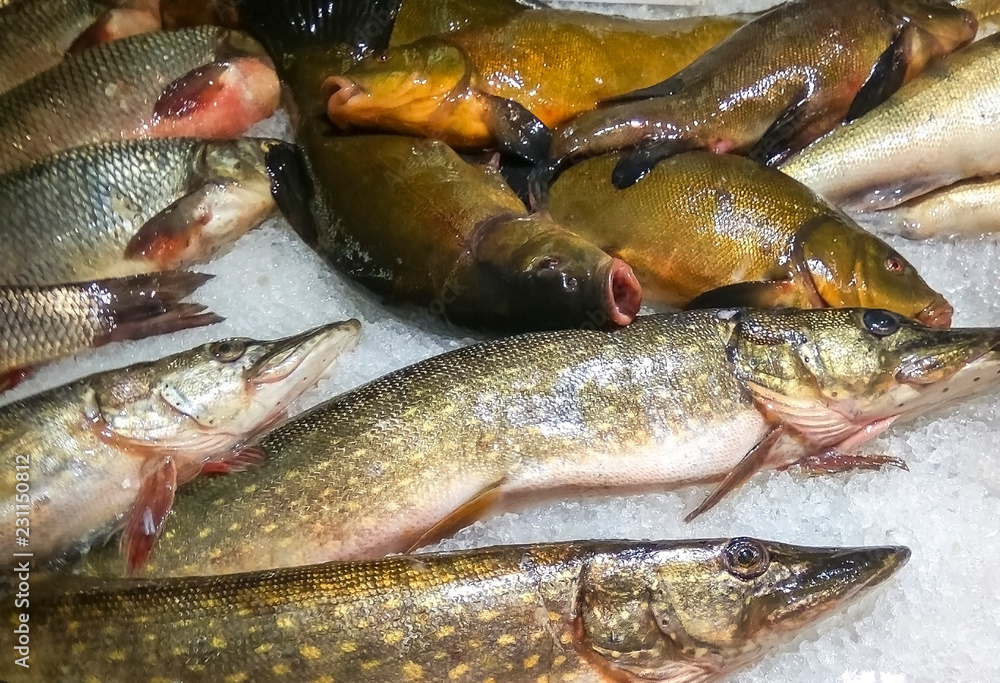 Freshwater fish market, Europe, EC. Wild pike (Esox lucius) and brown tench or doctor fish (Tinca tinca). Both species are common marketable fish in Baltic region Freshwater fish market, Europe, EC. Wild pike (Esox lucius) and brown tench or doctor fish (Tinca tinca). Both species are common marketable fish in Baltic region