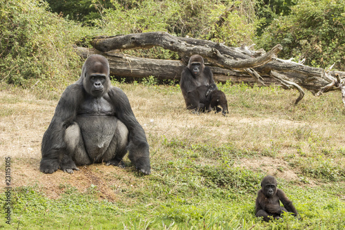 Famille de gorilles - Vallée des singes - Romagne © Romain TALON