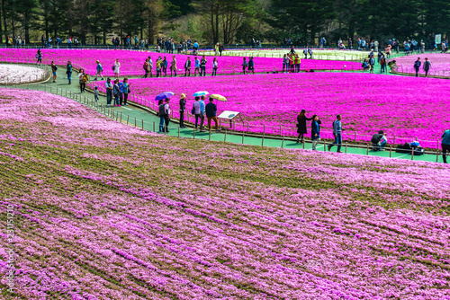 Yamanashi, Japan - May 1, 2017 : Pink moss or shibasakura field with Mt.Fuji background in shibasakura festival in Japan photo