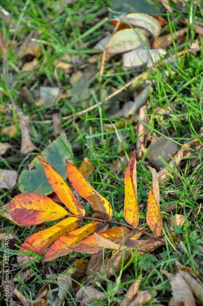 Autumn leaf on the ground 