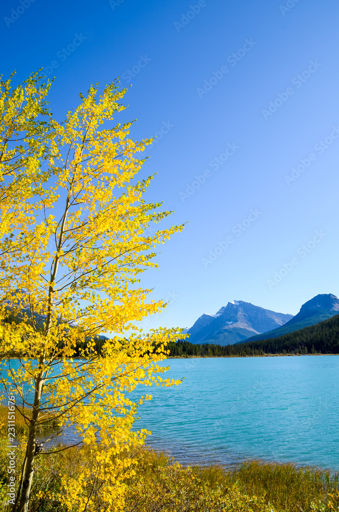 秋のカナディアンロッキー　黄葉の水鳥湖（ウォーターファウル・レイク）（バンフ国立公園　カナダ・アルバータ州）