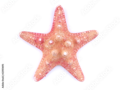 starfish on white background