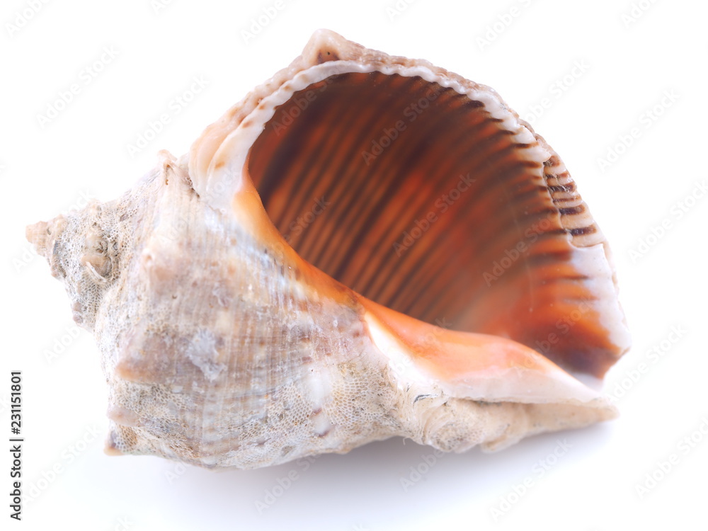 sea shell on white background sea shell on white background