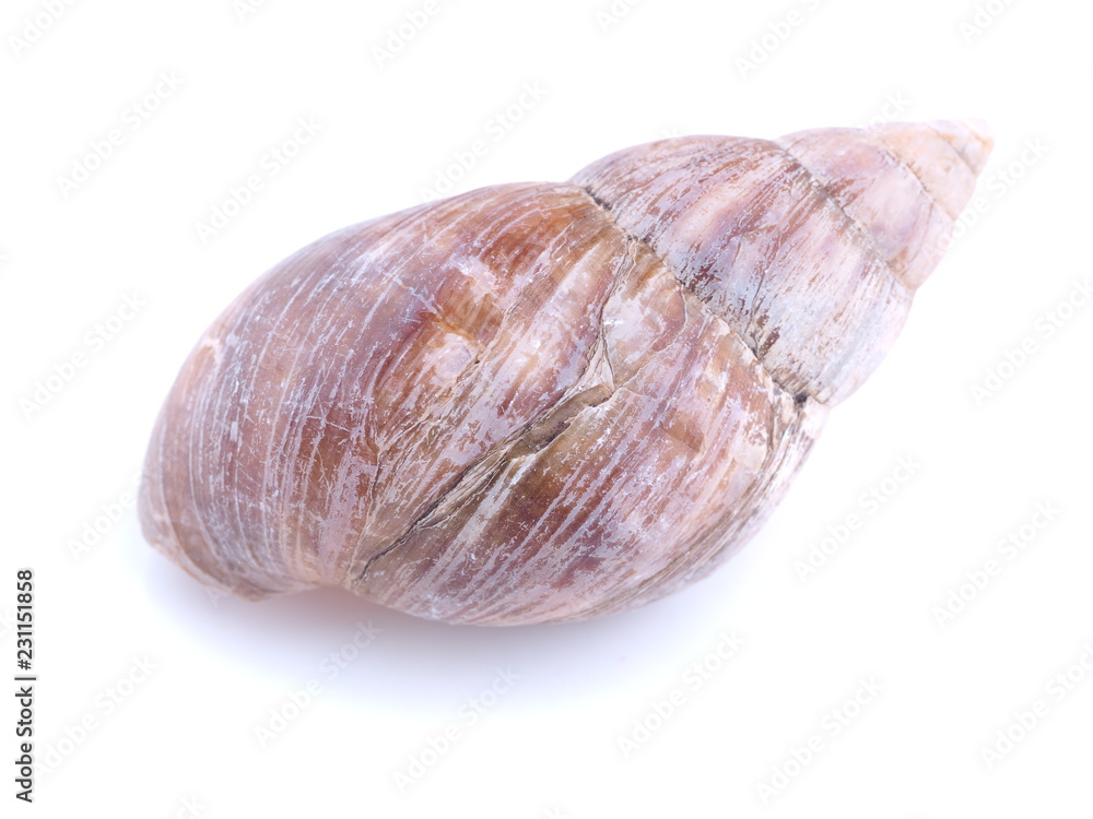 sea shell on white background