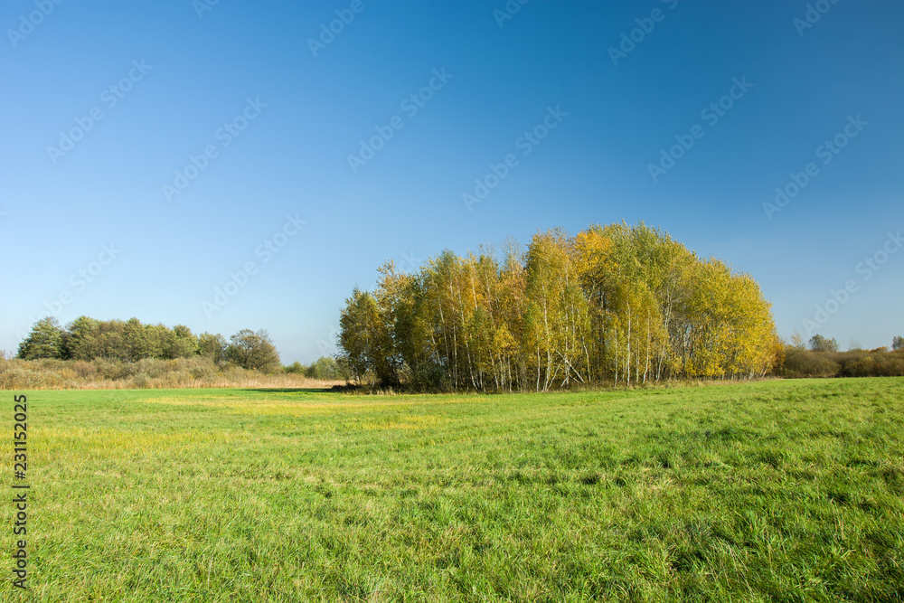 Autumnal copse and green meadow