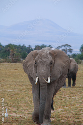 Bull Elephant on the Masai Mara © Jo