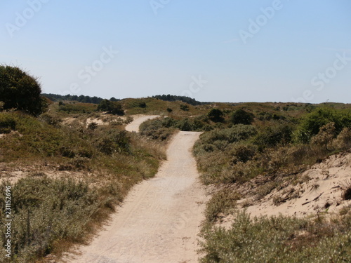 the Dutch dunes