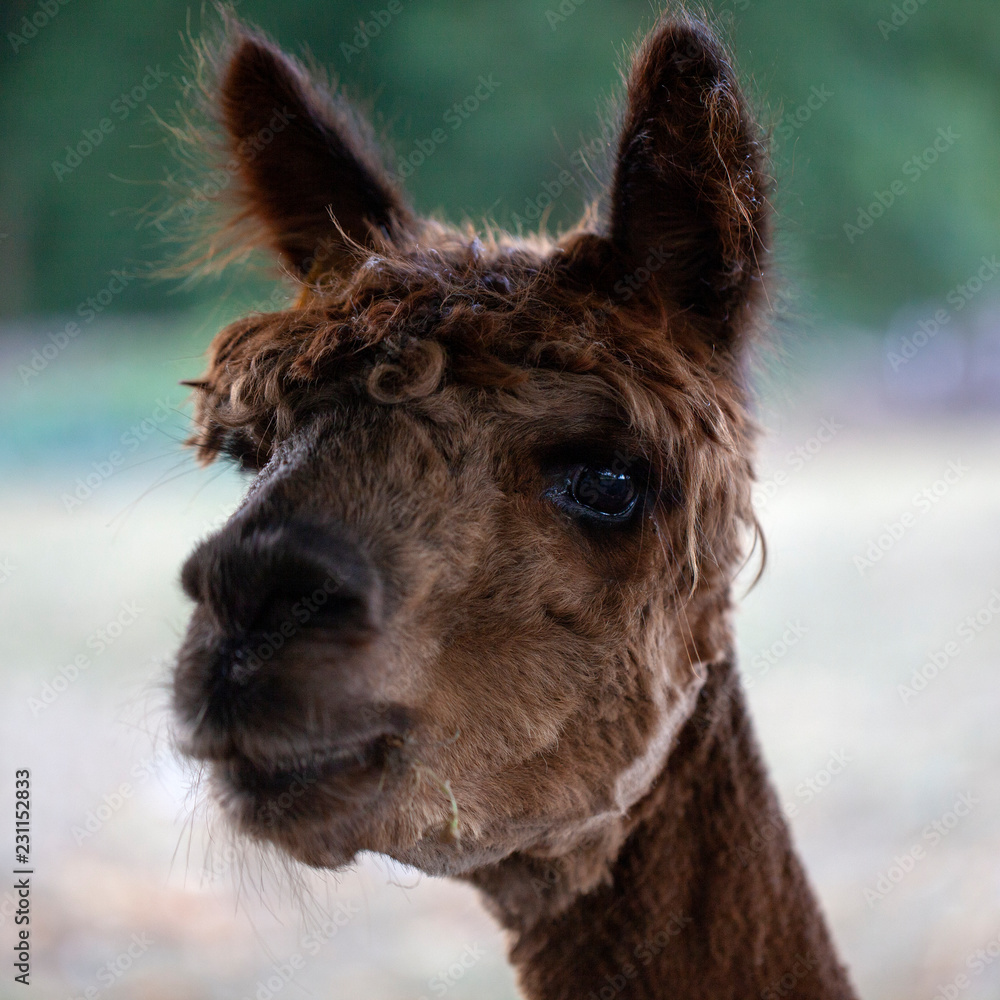 Fototapeta premium Alpaca