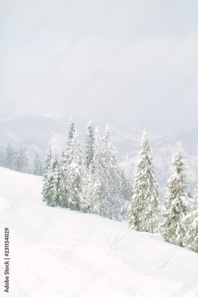 Wonderful photo of winter snowy forest. Mountains in winter. Christmas trees with snow. Frosty forest. Wonderful photo of winter snowy forest. Mountains in winter. Christmas trees with snow. Frosty forest.