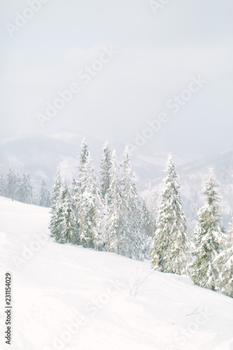 Wonderful photo of winter snowy forest. Mountains in winter. Christmas trees with snow. Frosty forest.