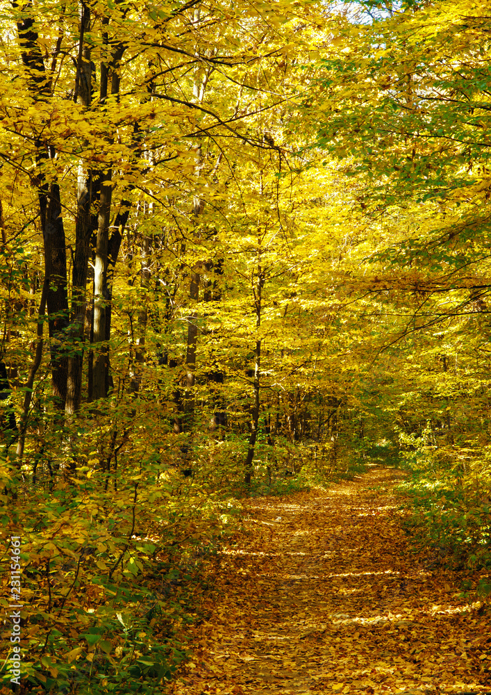 Obraz premium Pathway through the autumn forest