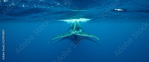 Photography Humpback Whale, Tonga