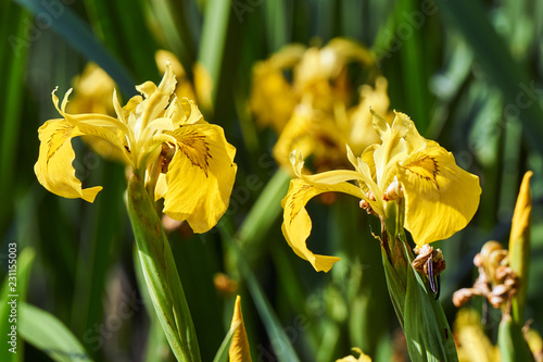 Fototapeta Naklejka Na Ścianę i Meble -  water flower of yellow iris growing in reeds.