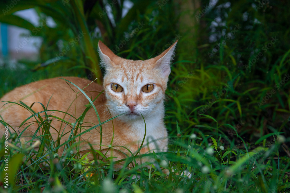 Ginger cat in green grass. Cute cat in summer garden. Domestic pet hunt and relax outdoor. Orange cat portrait.