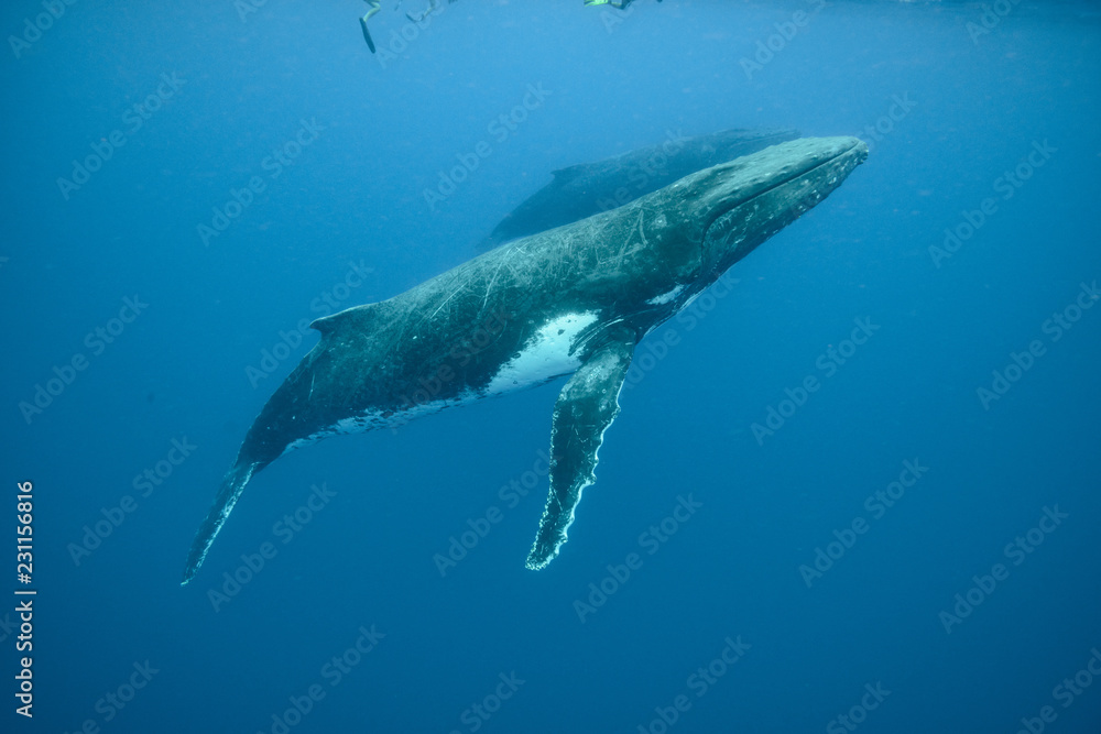 Humpback Whale, Tonga