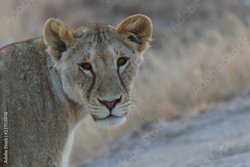 Young Lion   Masai Mara