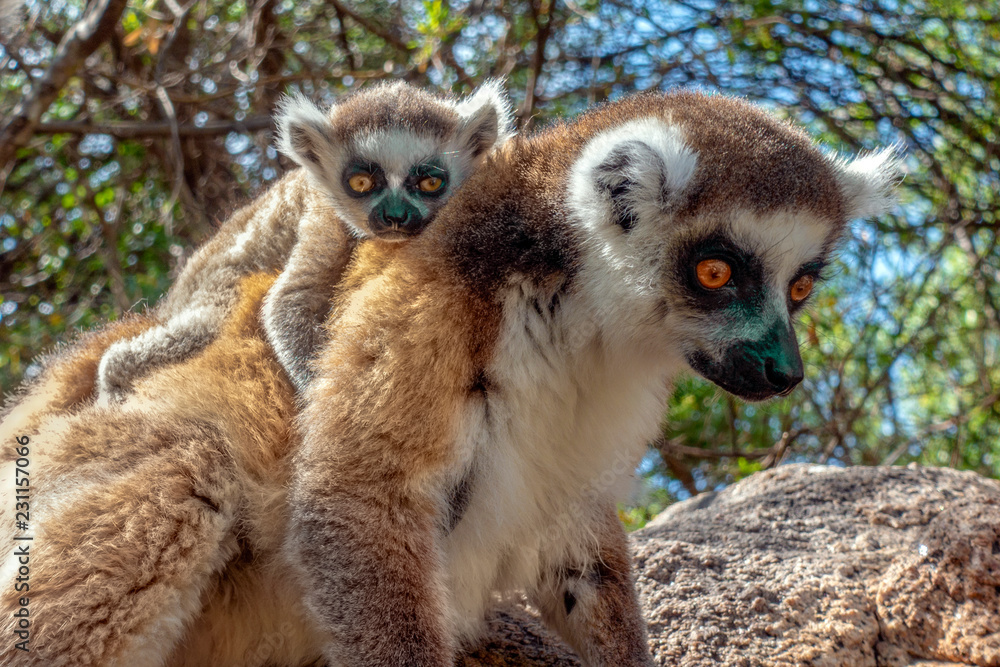 Obraz premium Ring Tailed Lemur kata ,Close up Ring-tailed lemur baby and mother.Wild nature Madagascar