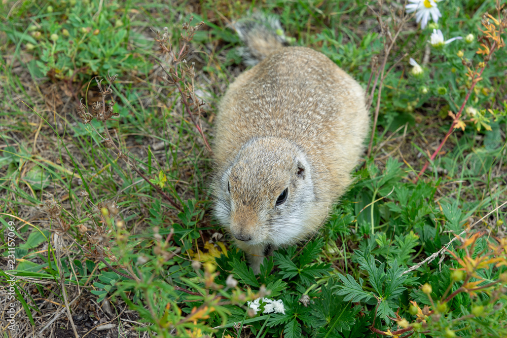 cute gray gopher in the green summer grass