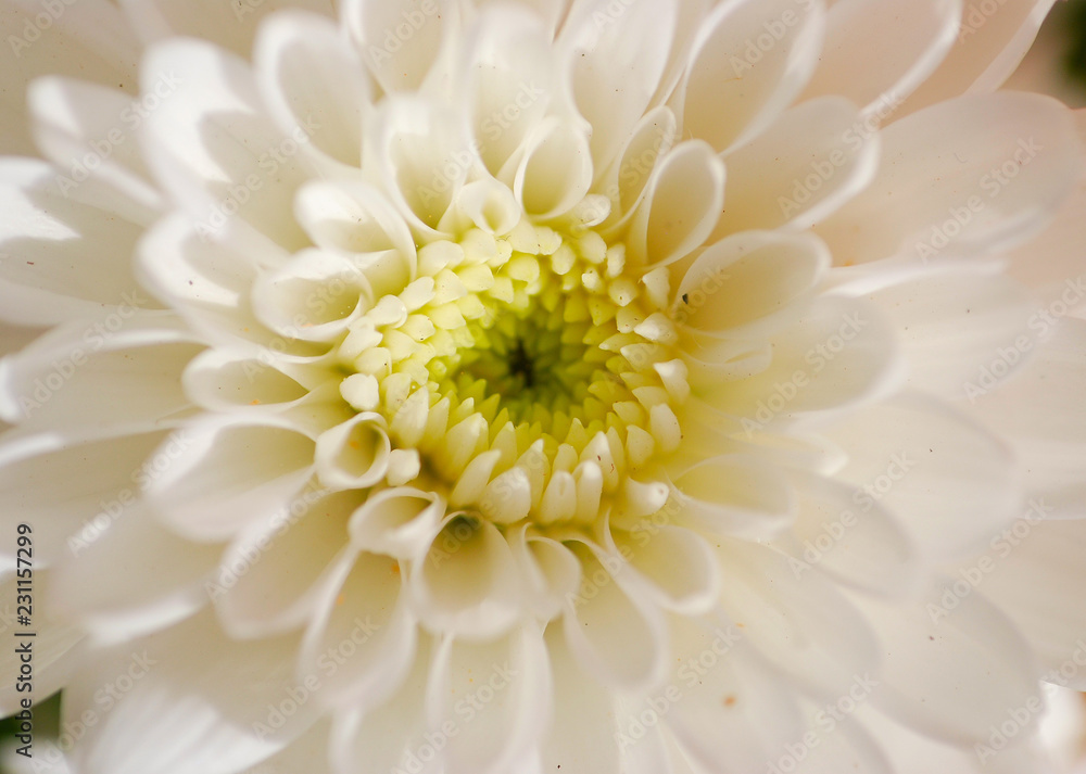 MACRO DE UN CRISANTEMO BLANCO. BELLO MACRO DE UN CRISANTEMO BLANCO. BELLO