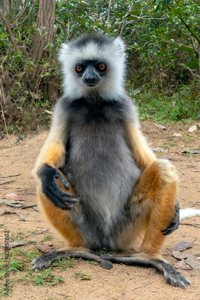 Fototapeta premium Diademed Sifaka. Diadema, endemic, endengered. Rare lemur,close up, portrait.(Propithecus diadema),Wild nature Madagascar