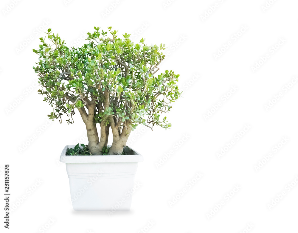 Big old money tree Crassula ovata in the pot isolated over white background Big old money tree Crassula ovata in the pot isolated over white background