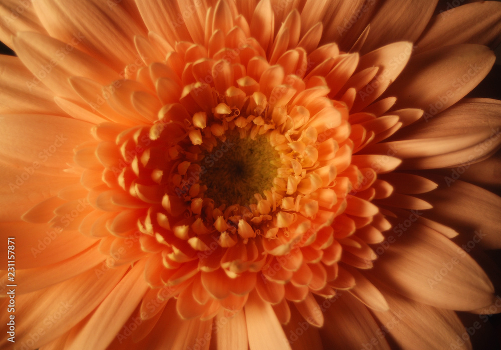 UNA GERBERA AISLADA SOBRE FONDO NEGRO UNA GERBERA AISLADA SOBRE FONDO NEGRO