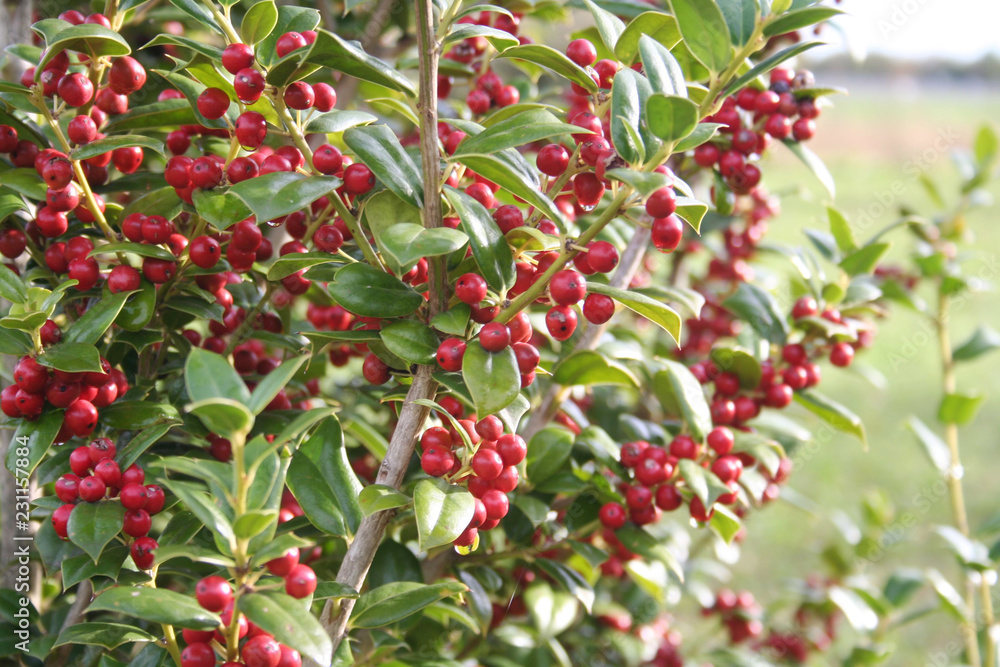 Holly tree with beautiful ripe red berries in winter. Ilex cornuta bush in the garden
