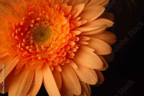 UNA GERBERA AISLADA SOBRE FONDO NEGRO