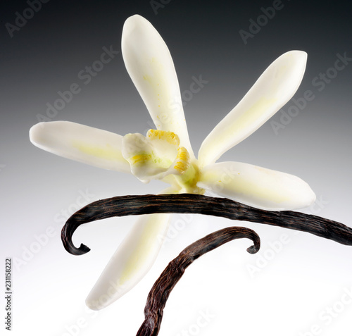 SINGLE VANILLA FLOWER AND PODS photo