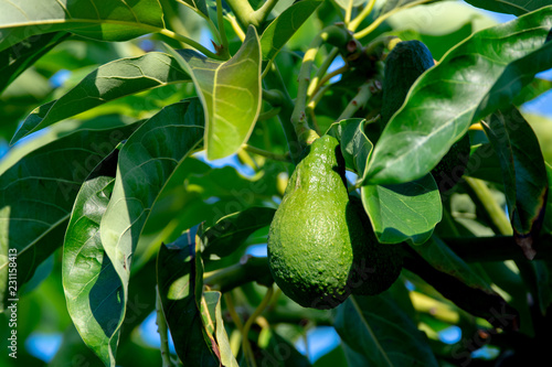 Seasonal harvest of green orgaic avocado, tropical green avocadoes riping on big tree photo