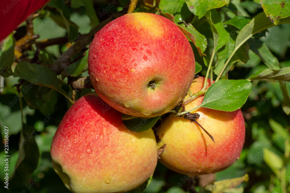 Big braeburn apples riping on the apple tree Big braeburn apples riping on the apple tree