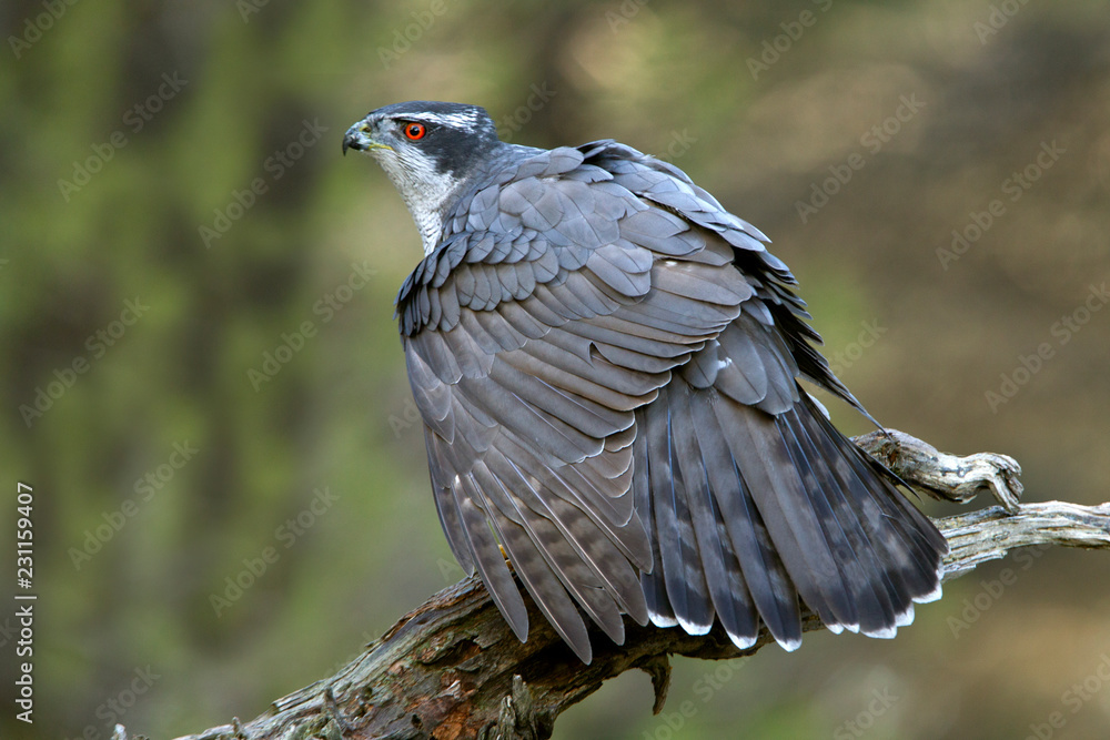 Naklejka premium Adult male of Northern goshawk. Accipiter gentilis